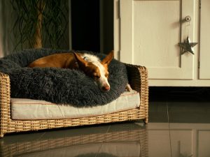 best-dog-breeds-for-apartment-living