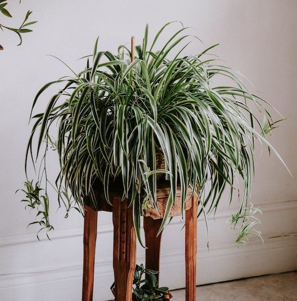 best-indoor-plants-for-low-light