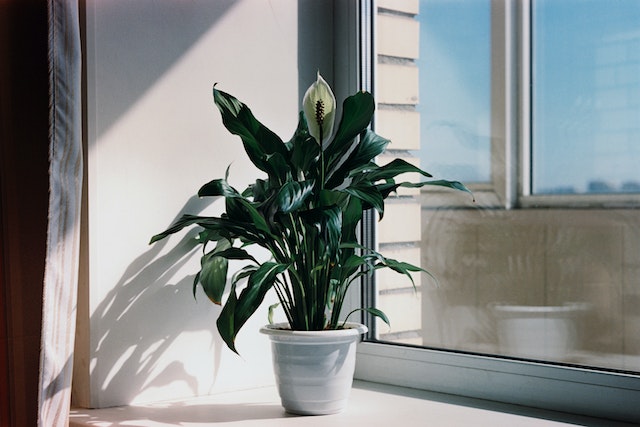 best-indoor-plants-for-low-light